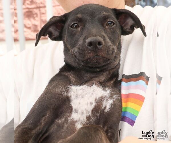 Medium Photo #4 Labrador Retriever-Unknown Mix Puppy For Sale in Washington, DC, USA