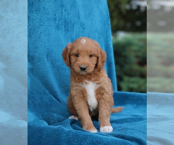 Medium Photo #1 Goldendoodle (Miniature) Puppy For Sale in ROME CITY, IN, USA