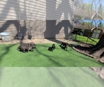 Small #4 America Bandogge Mastiff