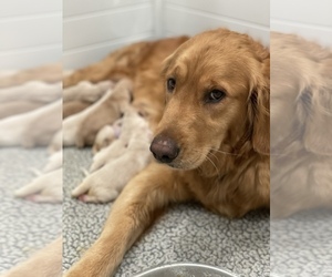 Golden Retriever Puppy for sale in VALLEJO, CA, USA