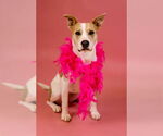 Small #15 American Pit Bull Terrier Mix