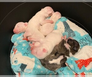 Bull Terrier Puppy for sale in LEXINGTON, KY, USA