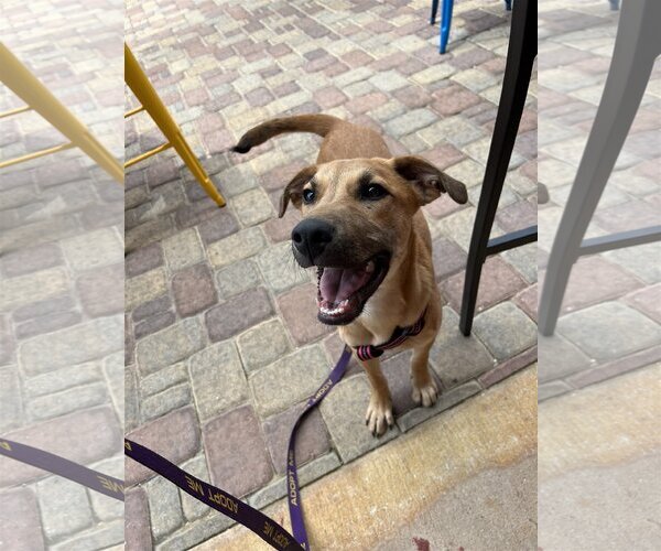 Medium Photo #4 German Shepherd Dog-Unknown Mix Puppy For Sale in San Antonio, TX, USA