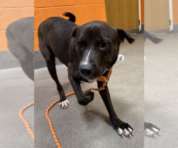 Medium Photo #3 Labrador Retriever-Unknown Mix Puppy For Sale in Greenbelt, MD, USA