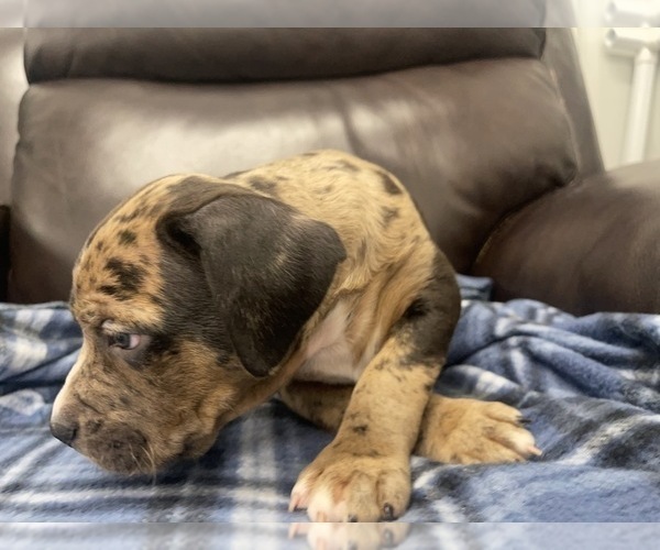 Medium Photo #147 American Bully Puppy For Sale in REESEVILLE, WI, USA