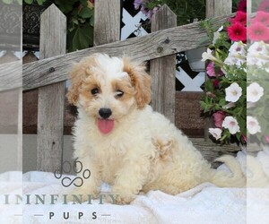 Bichpoo Puppy for sale in RISING SUN, MD, USA