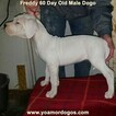 Small Photo #138 Dogo Argentino Puppy For Sale in PINEVILLE, MO, USA