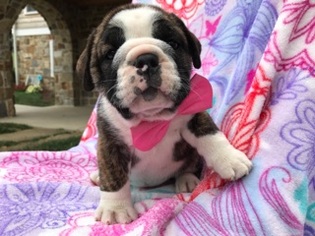 Medium English Bulldogge