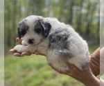 Puppy 2 Miniature Bernedoodle