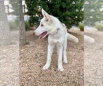 Small #4 Siberian Husky Mix