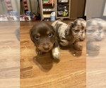 Small Photo #2 Dachshund Puppy For Sale in CATAWBA, SC, USA