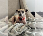 Small #3 Chihuahua Mix