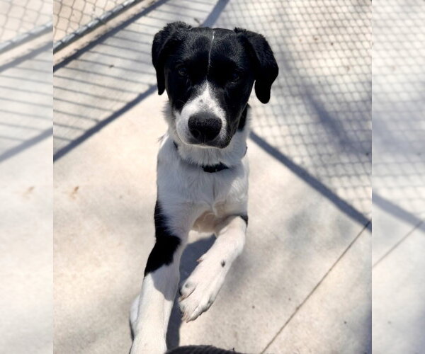 Medium Photo #2 Beagle-Unknown Mix Puppy For Sale in Muskegon, MI, USA