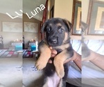 Small #1 German Shepherd Dog