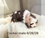 Image preview for Ad Listing. Nickname: Chocolate trico