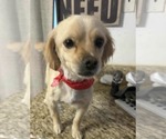 Small Chihuahua Mix