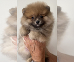 Small Photo #1 Pomeranian Puppy For Sale in HUNTINGTON BEACH, CA, USA