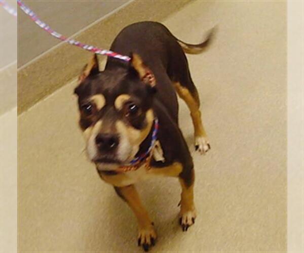 Medium Photo #1 Mutt Puppy For Sale in Las Vegas, NV, USA