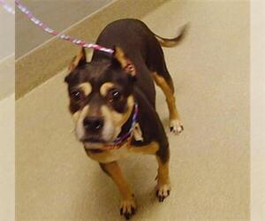 Mutt Dogs for adoption in Las Vegas, NV, USA