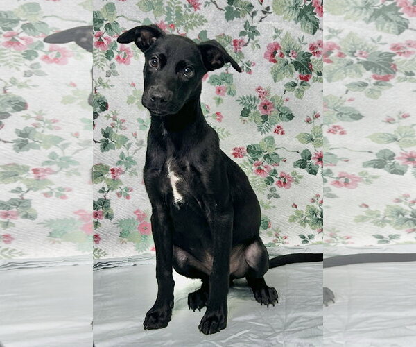 Medium Photo #1 Labrador Retriever-Unknown Mix Puppy For Sale in Wetumpka, AL, USA