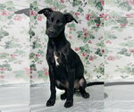 Small Labrador Retriever Mix