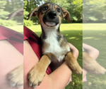 Small #2 Mutt