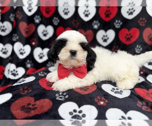 Medium Photo #4 Zuchon Puppy For Sale in LAKELAND, FL, USA