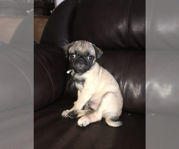 Medium Photo #2 Pug Puppy For Sale in ALBUQUERQUE, NM, USA
