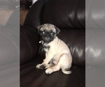 Small Photo #2 Pug Puppy For Sale in ALBUQUERQUE, NM, USA