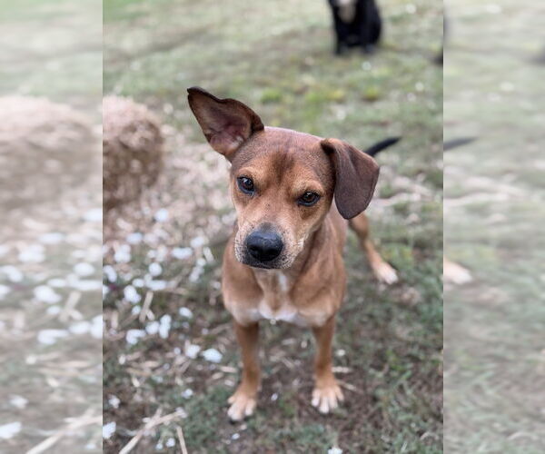Medium Photo #3 Beagle-Unknown Mix Puppy For Sale in Conway, AR, USA