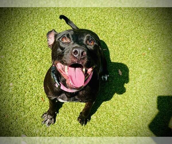 Medium Photo #2 American Pit Bull Terrier Puppy For Sale in Orlando, FL, USA