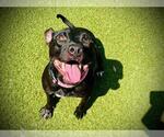 Small #1 American Pit Bull Terrier