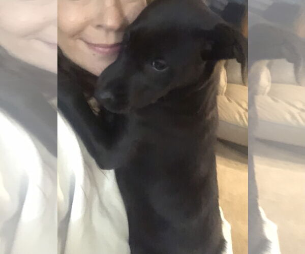 Medium Photo #17 Labrador Retriever-Unknown Mix Puppy For Sale in Holly Springs, NC, USA