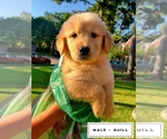 Small Photo #1 Golden Retriever Puppy For Sale in MISSOURI CITY, TX, USA