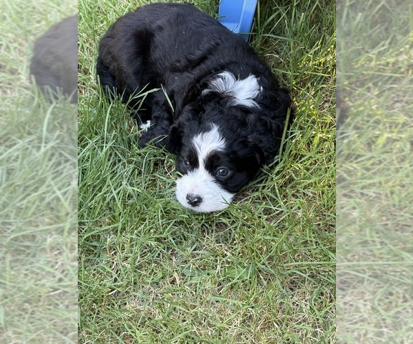 Medium Photo #4 Cocker Spaniel-Sheepadoodle Mix Puppy For Sale in SAMMAMISH, WA, USA