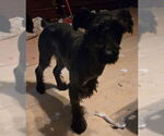 Small #2 Mutt