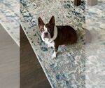 Small Boston Terrier