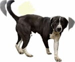 Small #1 American Staffordshire Terrier-Labrador Retriever Mix