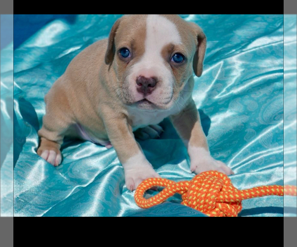 Medium Photo #7 American Bully Puppy For Sale in RICHMOND, VA, USA