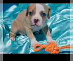 Small #6 American Bully