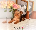 Small #22 Yorkshire Terrier