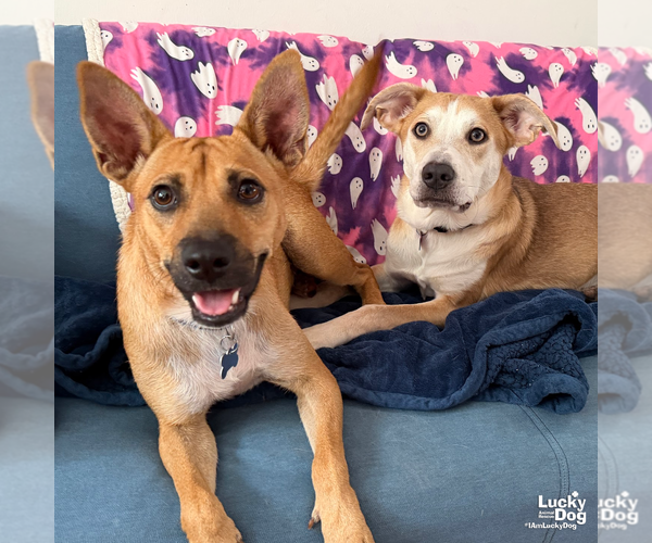 Medium Photo #10 Mutt Puppy For Sale in Washington, DC, USA