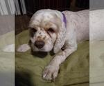 Small #2 Cocker Spaniel
