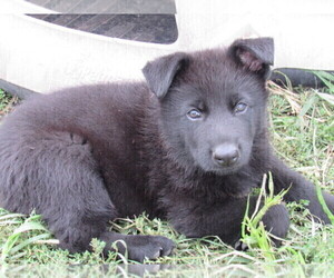 German Shepherd Dog Puppy for sale in COLUMBUS, NE, USA