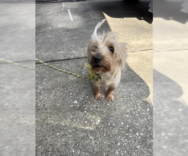 Medium Photo #1 Silky Terrier Puppy For Sale in Houston, TX, USA
