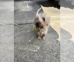 Small Silky Terrier