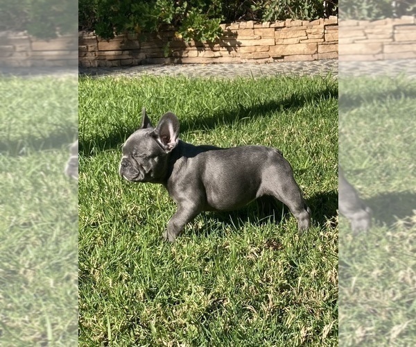 Medium Photo #7 French Bulldog Puppy For Sale in CITY INDUSTRY, CA, USA