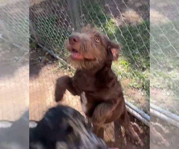 Medium Photo #3 Labradoodle Puppy For Sale in Harrison, AR, USA