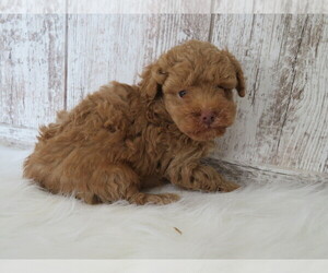Poodle (Miniature) Puppy for sale in SHILOH, OH, USA
