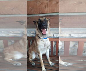 German Shepherd Dog Dogs for adoption in Kansas City, MO, USA